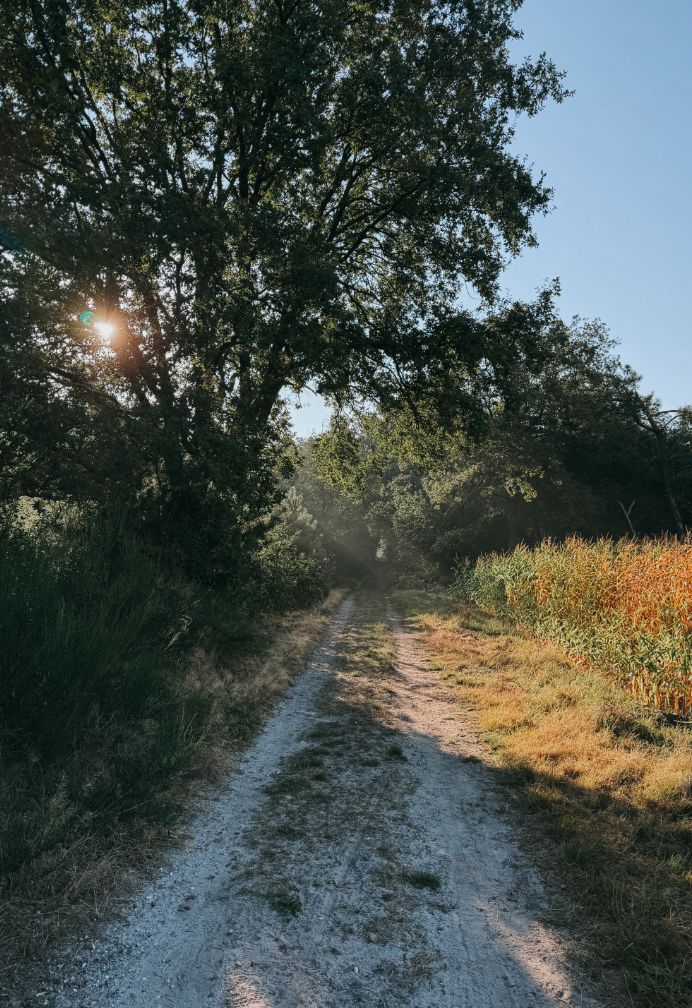 houten huisje in de natuur